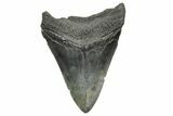 Bargain, Fossil Megalodon Tooth - South Carolina #368375-1